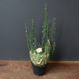 A.プセウドグロボーサ 32