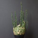 A.プセウドグロボーサ 32