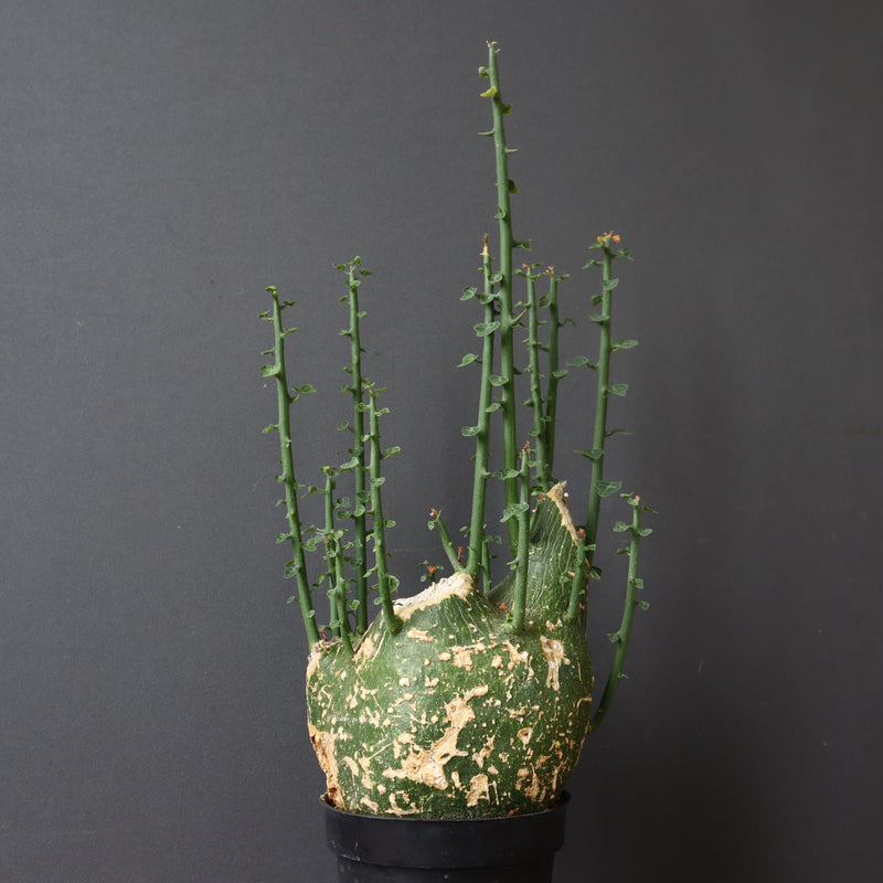 A.プセウドグロボーサ 32