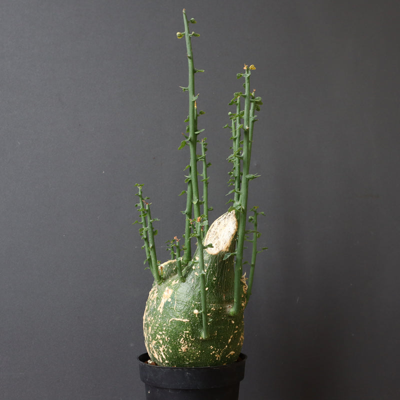 A.プセウドグロボーサ 32