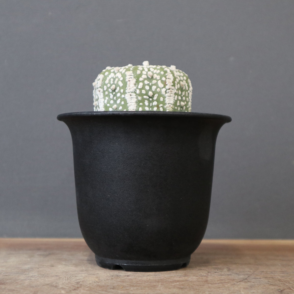 サボテン – TaiShoDo ONLINE SHOP