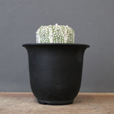 アストロフィツム・アステリアス EC2140