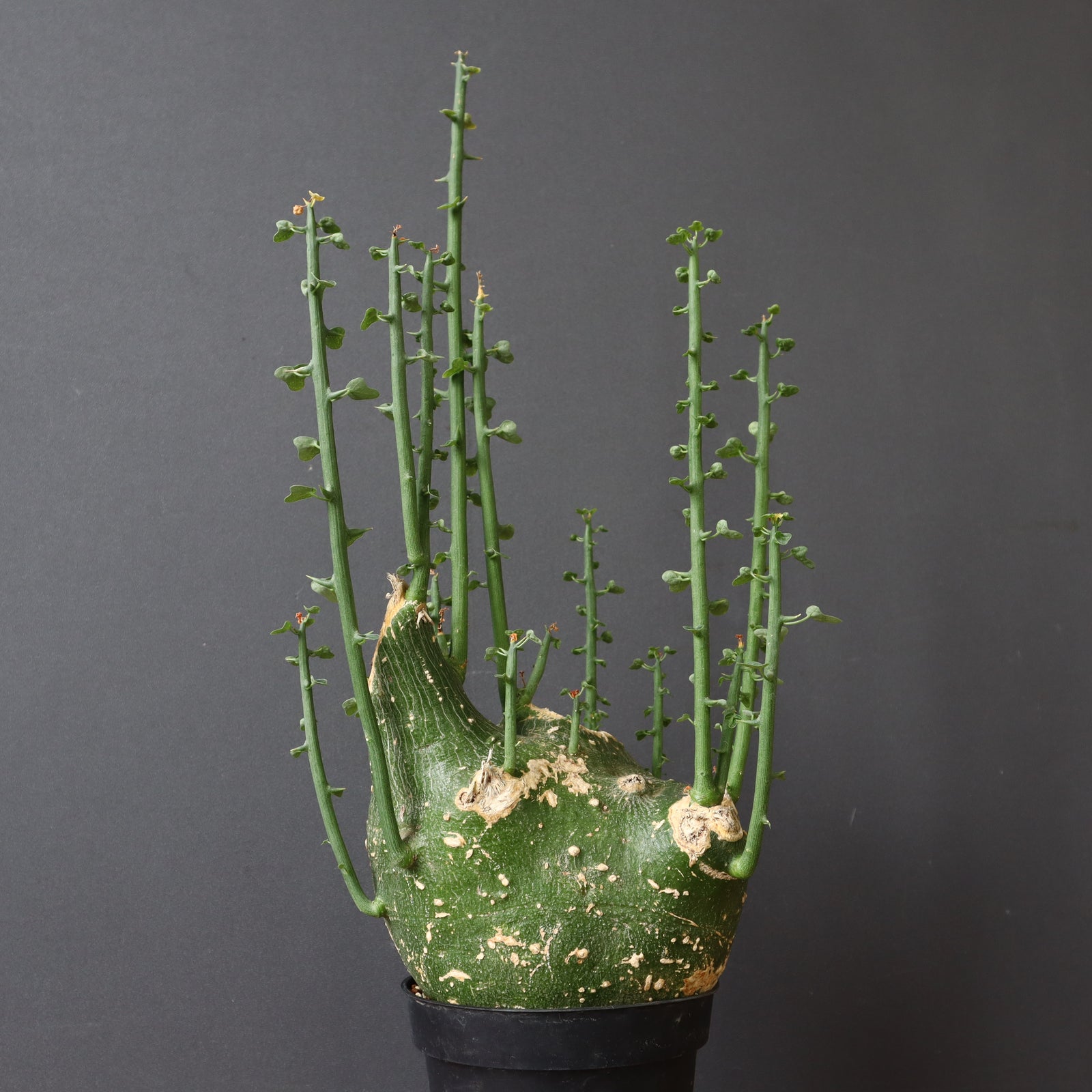 A.プセウドグロボーサ 32 – TaiShoDo ONLINE SHOP