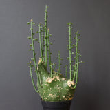 A.プセウドグロボーサ 32