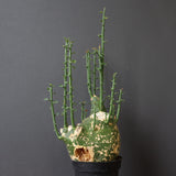 A.プセウドグロボーサ 32