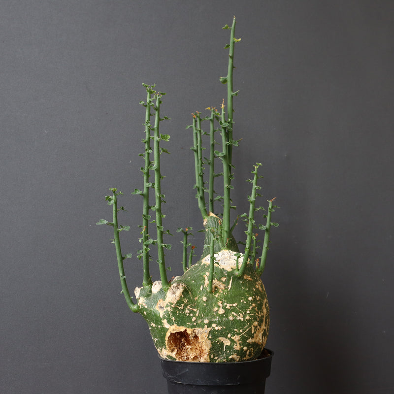 A.プセウドグロボーサ 32