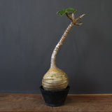 P.ウィンゾリー 59