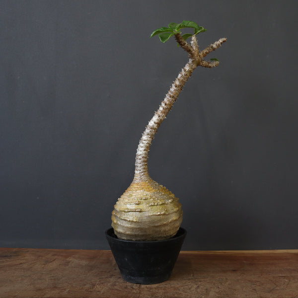 P.ウィンゾリー 59