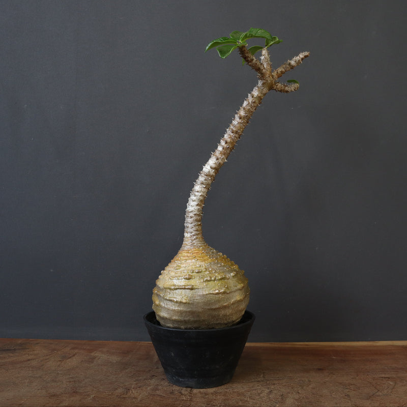 P.ウィンゾリー 59