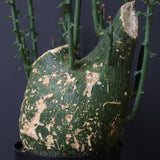 A.プセウドグロボーサ 32