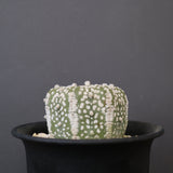 アストロフィツム・アステリアス EC2140