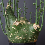 A.プセウドグロボーサ 32