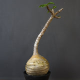 P.ウィンゾリー 59