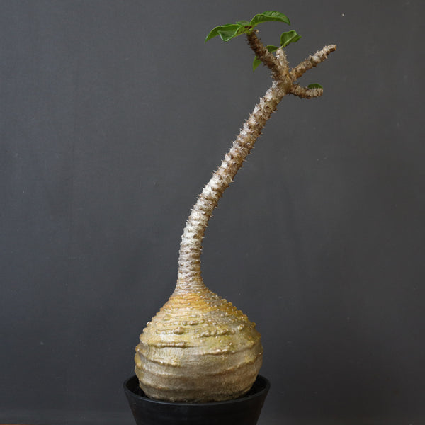 P.ウィンゾリー 59