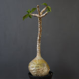 P.ウィンゾリー 59