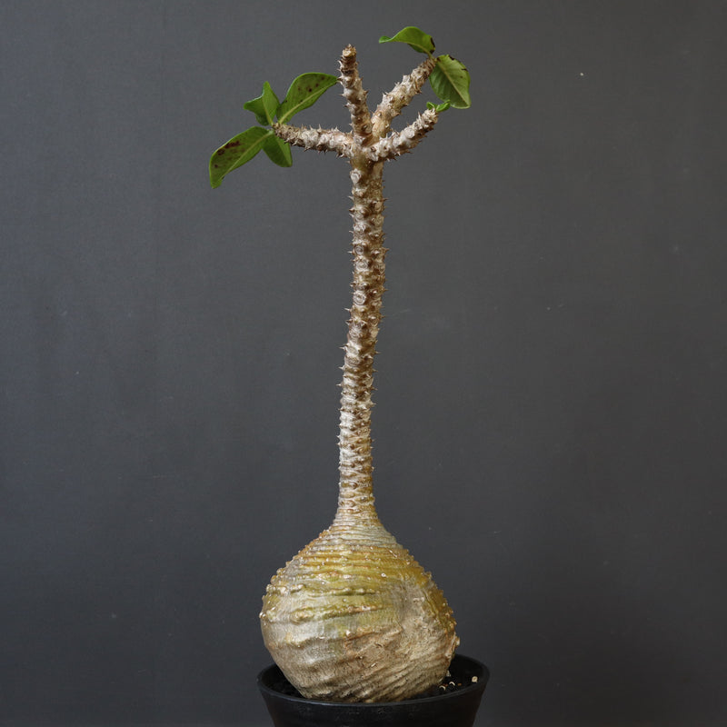 P.ウィンゾリー 59