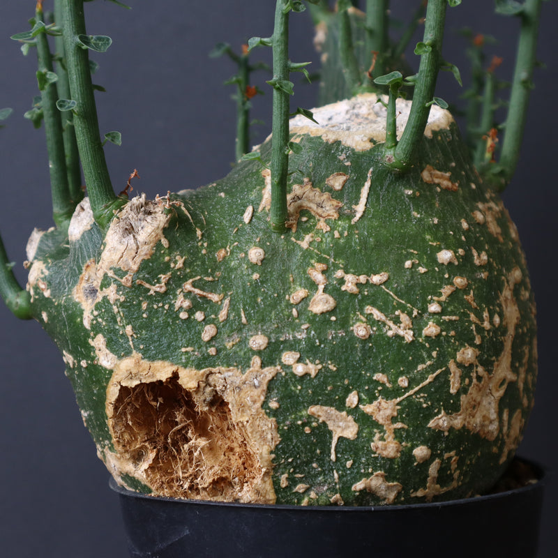 A.プセウドグロボーサ 32