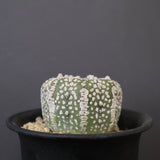 アストロフィツム・アステリアス EC2140