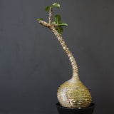 P.ウィンゾリー 59