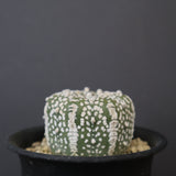 アストロフィツム・アステリアス EC2140