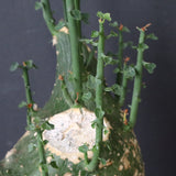 A.プセウドグロボーサ 32