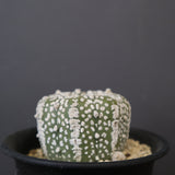 アストロフィツム・アステリアス EC2140