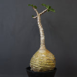 P.ウィンゾリー 59