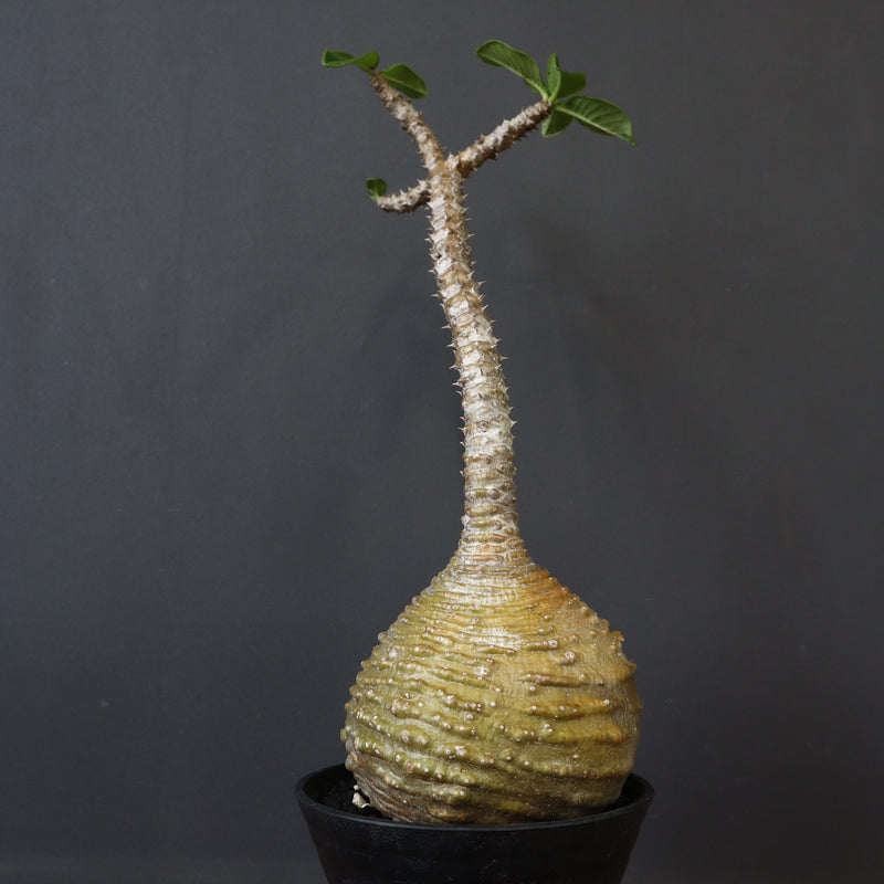 P.ウィンゾリー 59