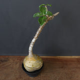 P.ウィンゾリー 59