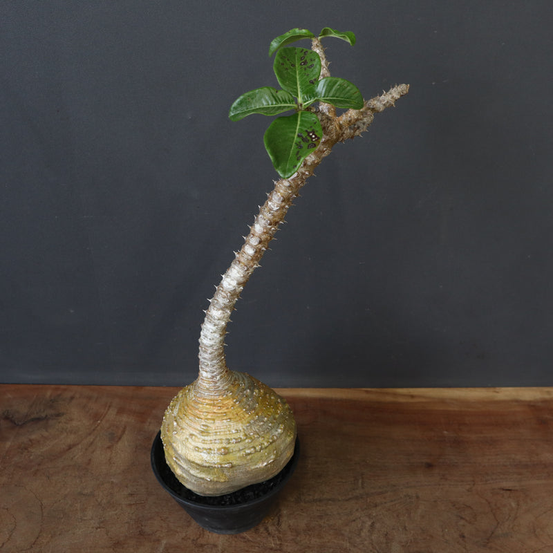 P.ウィンゾリー 59