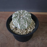 アストロフィツム・アステリアス EC2140