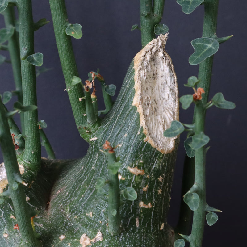 A.プセウドグロボーサ 32