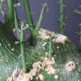 A.プセウドグロボーサ 32