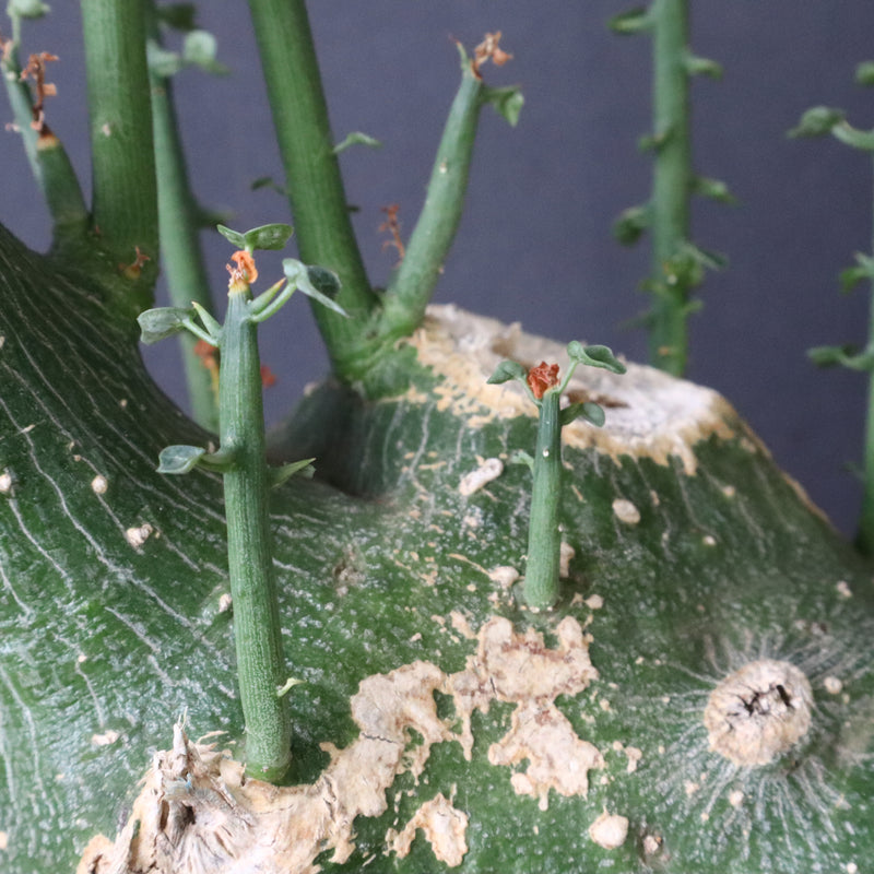 A.プセウドグロボーサ 32