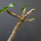 P.ウィンゾリー 59