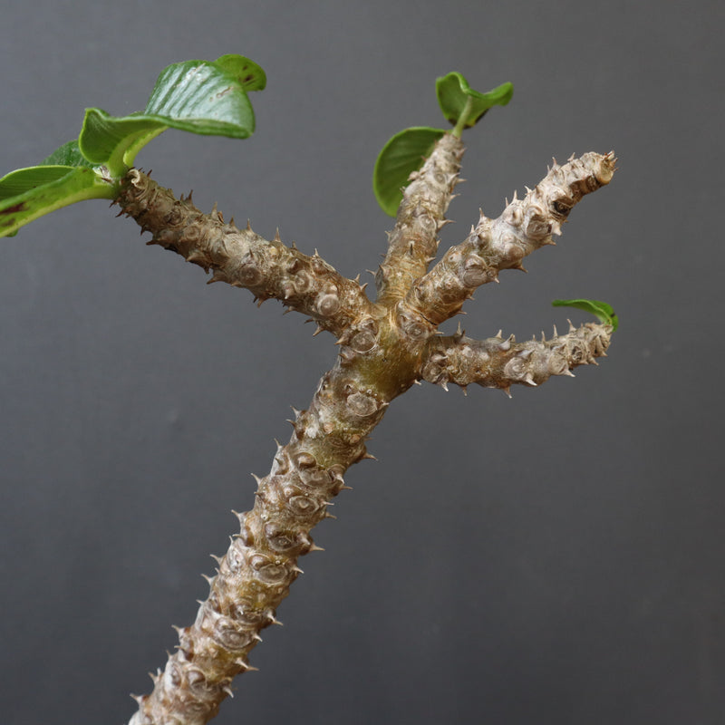 P.ウィンゾリー 59