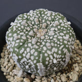 アストロフィツム・アステリアス EC2140