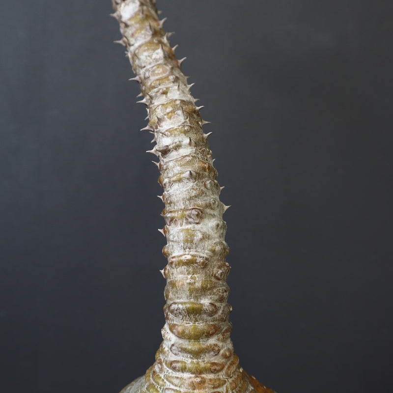 P.ウィンゾリー 59