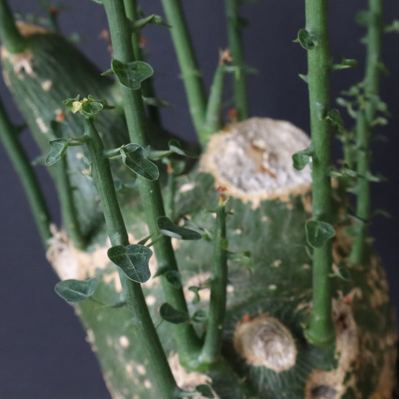 A.プセウドグロボーサ 32