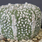 アストロフィツム・アステリアス EC2140