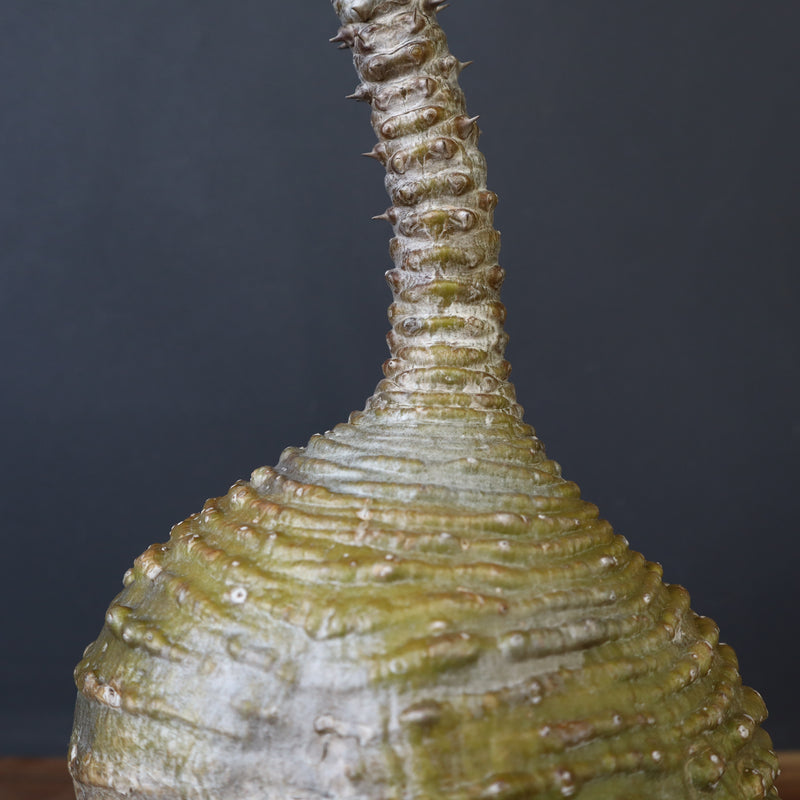 P.ウィンゾリー 59