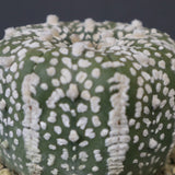 アストロフィツム・アステリアス EC2140