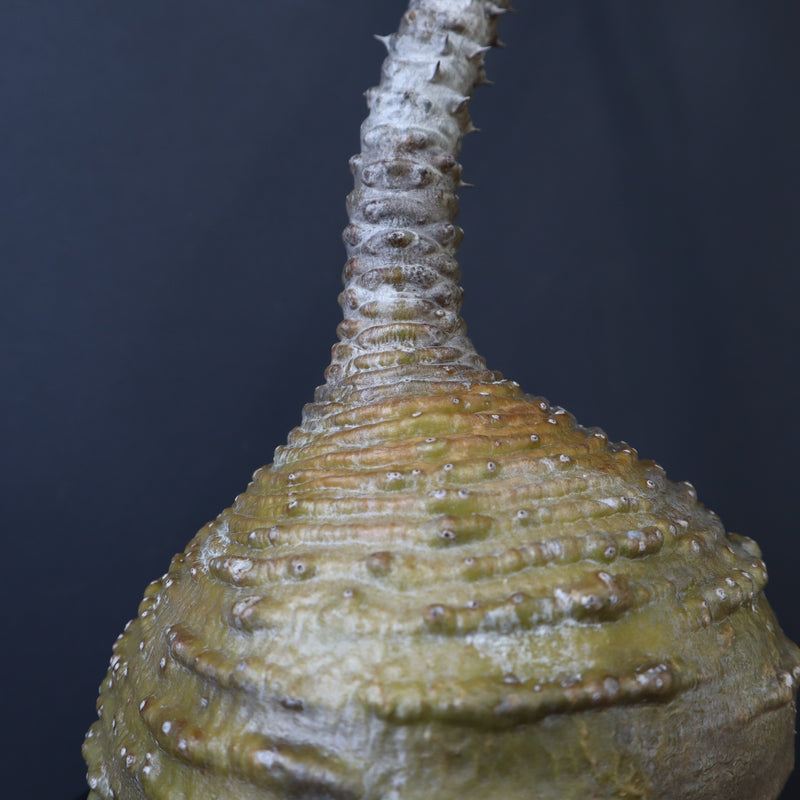 P.ウィンゾリー 59