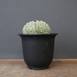 アストロフィツム・アステリアス EC2141