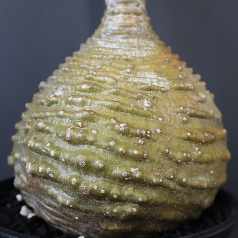 P.ウィンゾリー 59