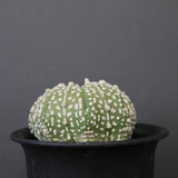 アストロフィツム・アステリアス EC2141