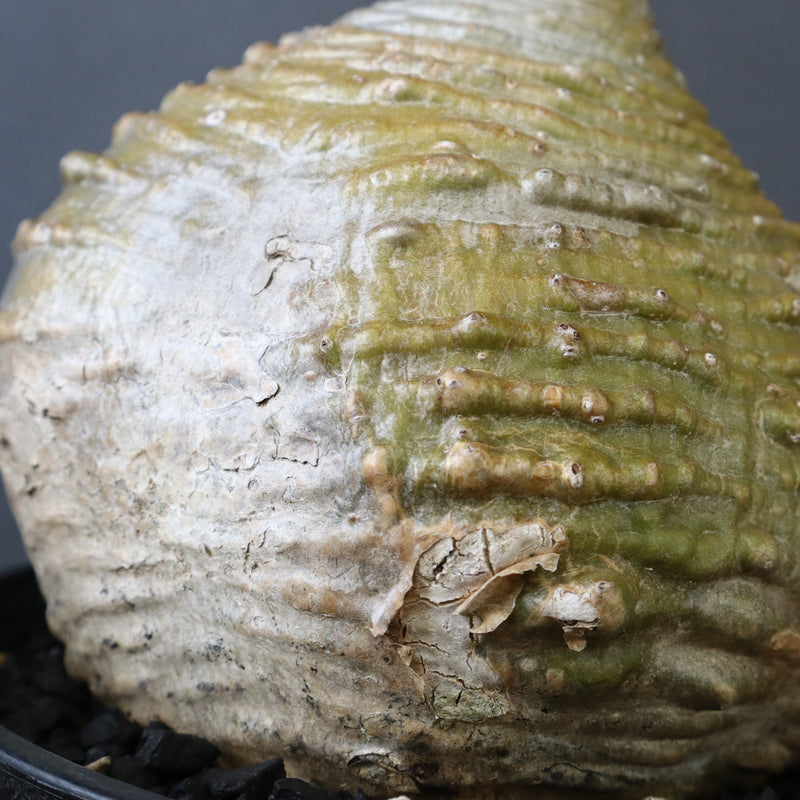 P.ウィンゾリー 59