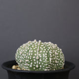 アストロフィツム・アステリアス EC2141