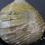 P.ウィンゾリー 59