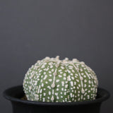 アストロフィツム・アステリアス EC2141